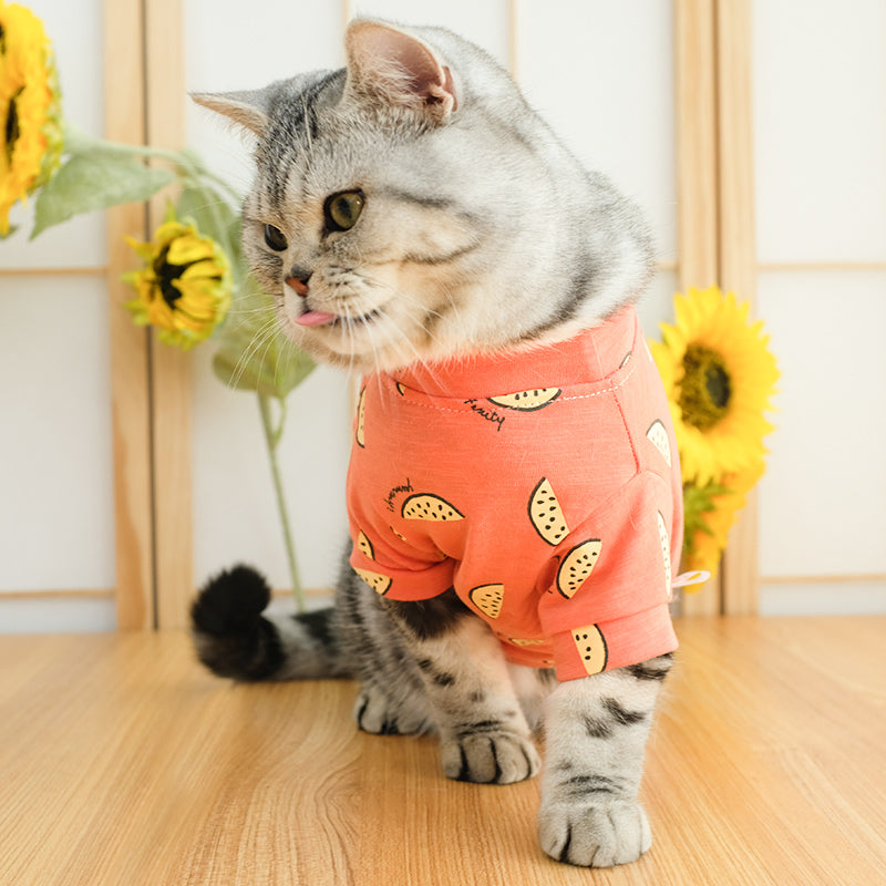 Cats wear summer clothes