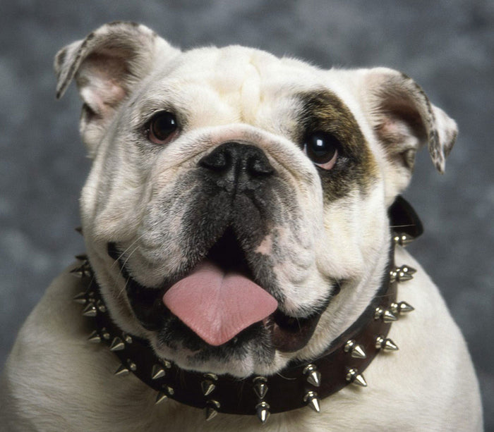 Cow leather rivet dog collar double row spike collar